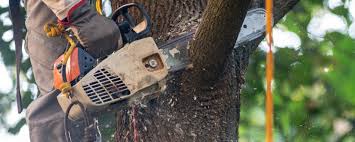 Professional Tree Care in Myers Corner, NY