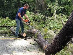 How Our Tree Care Process Works  in  Myers Corner, NY